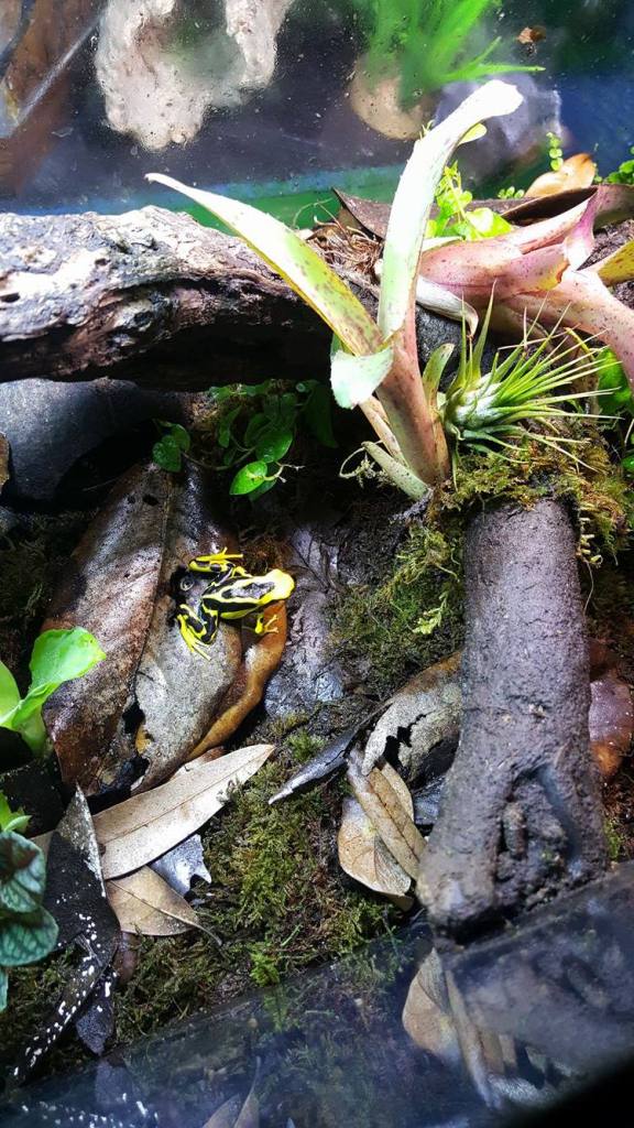 13728496_1266424416720695_1194815051_o