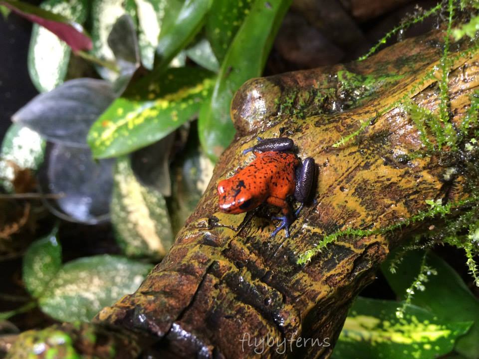 black jeans female.jpg