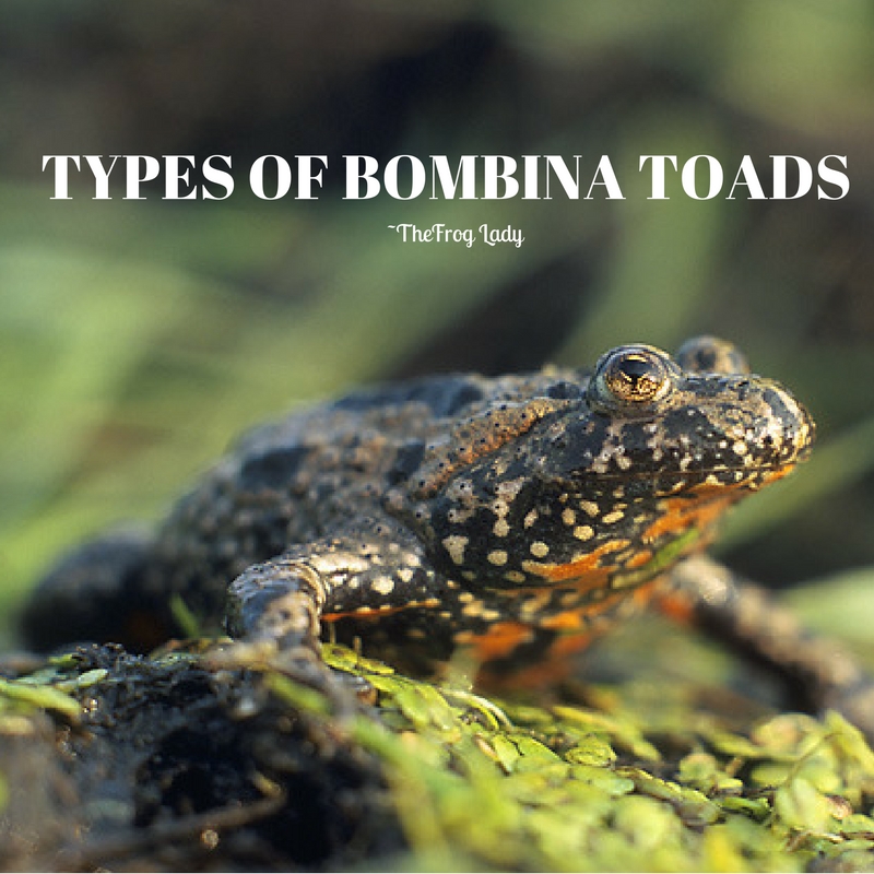 Species Highlight “Bombina toads” with&nbsp;pictures