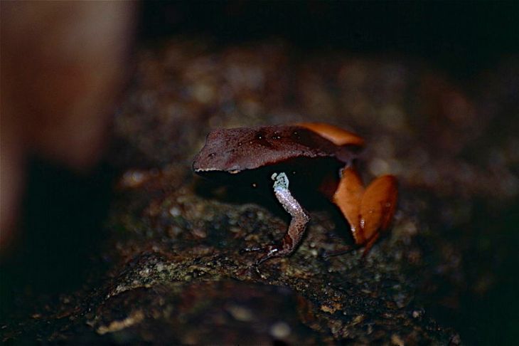 haraldmeiers_mantella_mantella_haraldmeieri_9631411216
