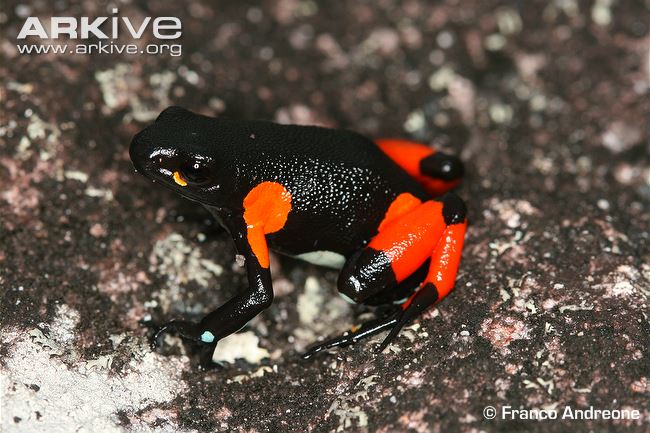 harlequin-mantella-on-rock