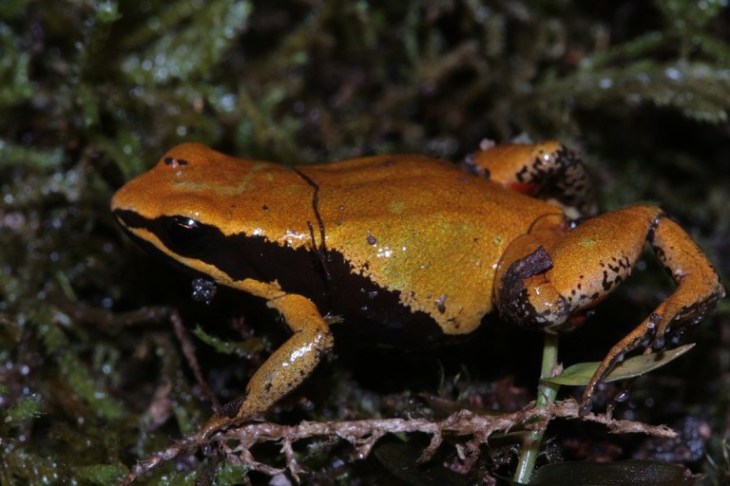 mantella_crocea01
