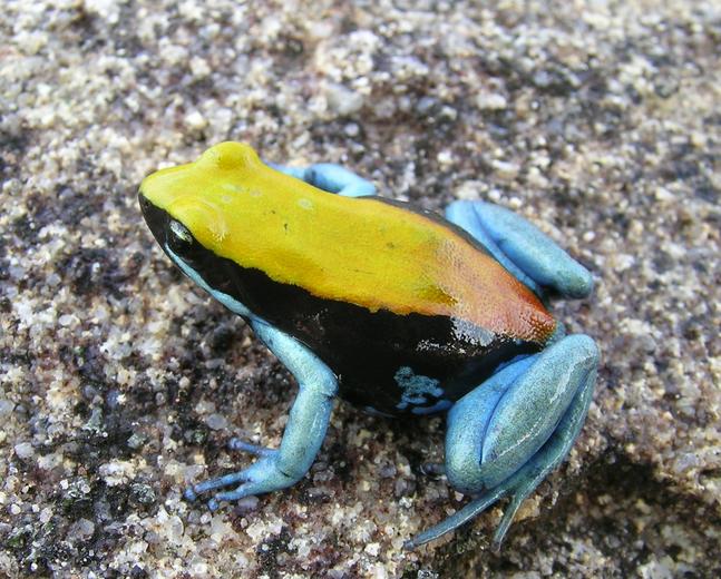 mantella_expectata07