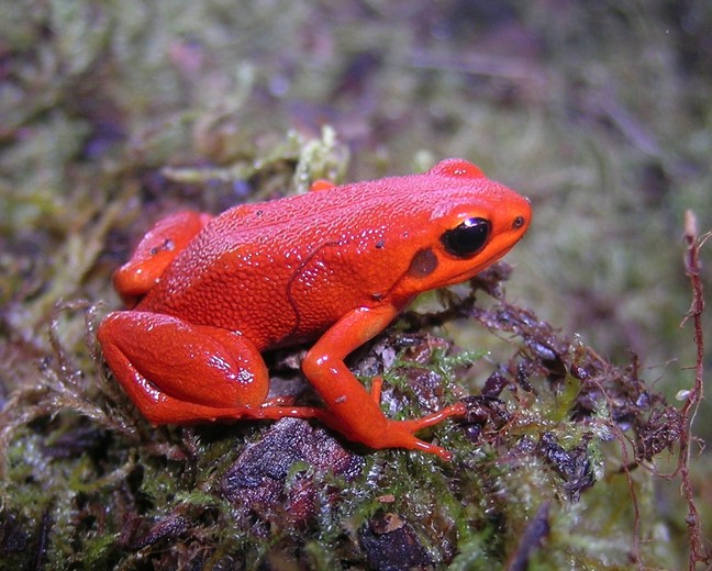 16 Types of Mantella’s with&nbsp;pictures