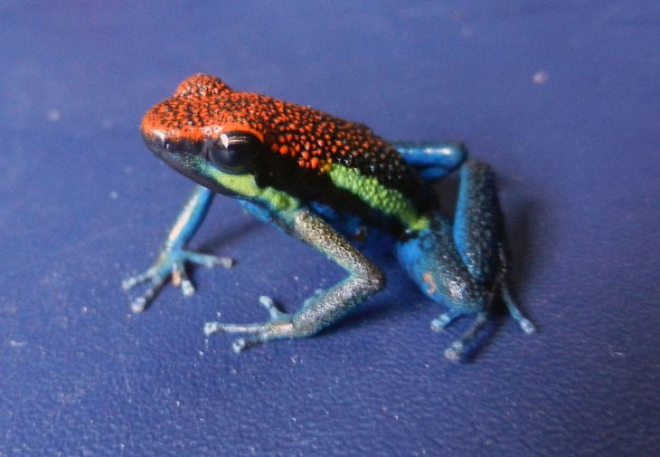 800px-ameerega_macero_peru_03