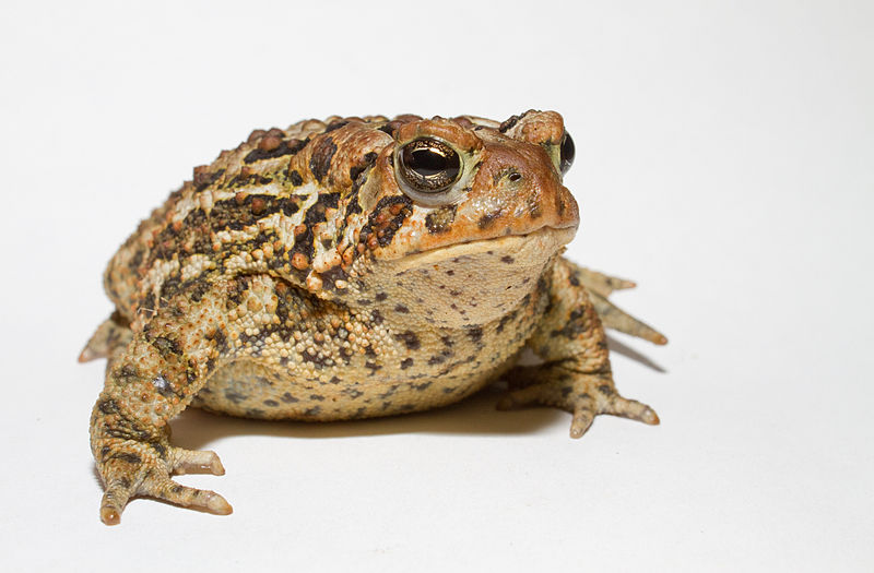 800px-Anaxyrus_americanus_-_American_toad.jpg