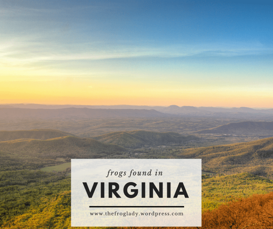 Virginia Frogs and&nbsp;Toads