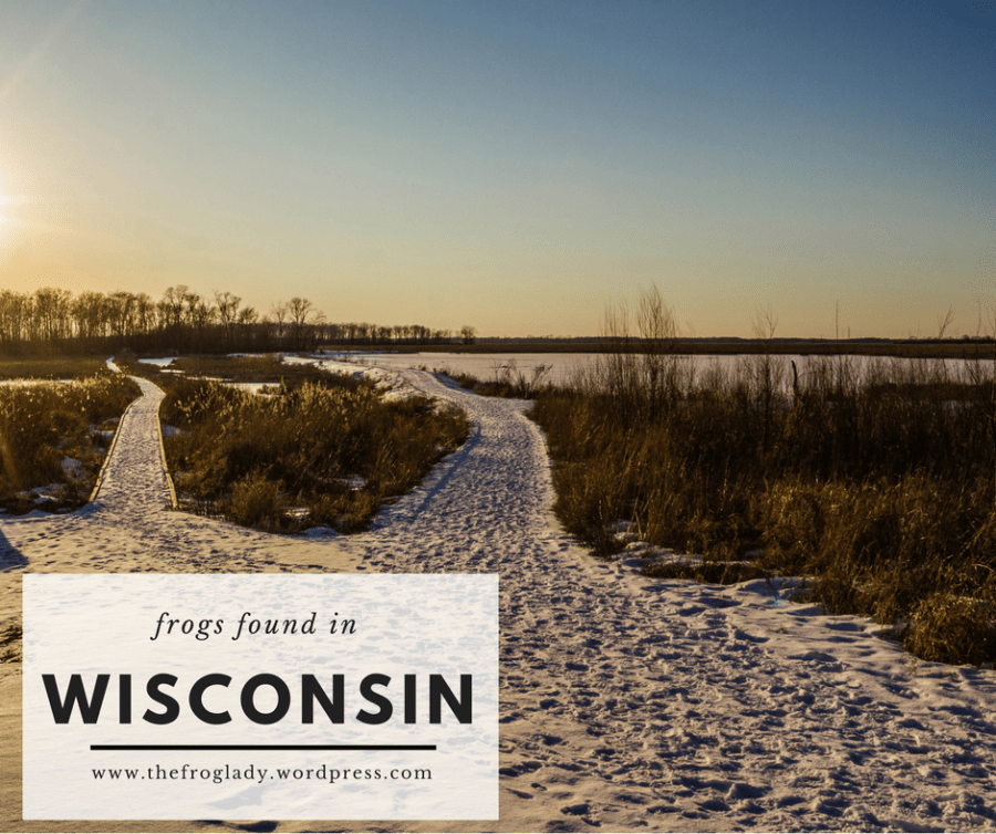 Wisconsin Frogs and&nbsp;Toads