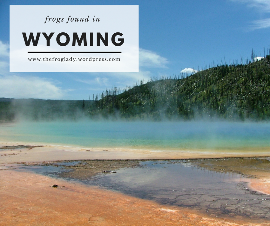 Wyoming Frogs and Toads