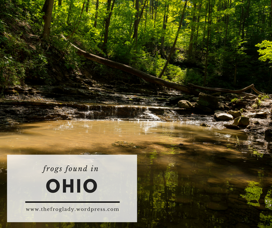 Ohio Frogs and Toads – The Frog Lady
