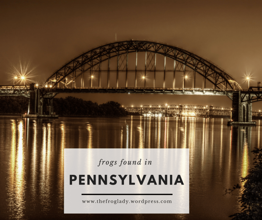 Pennsylvania Frogs and&nbsp;Toads