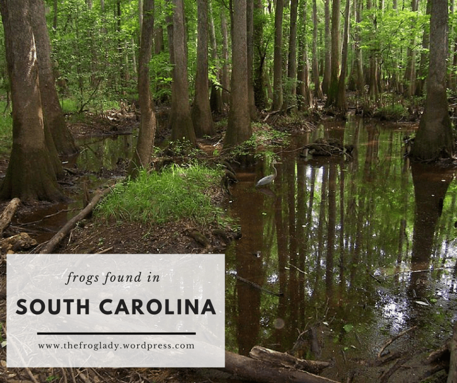 South Carolina Frogs and&nbsp;Toads