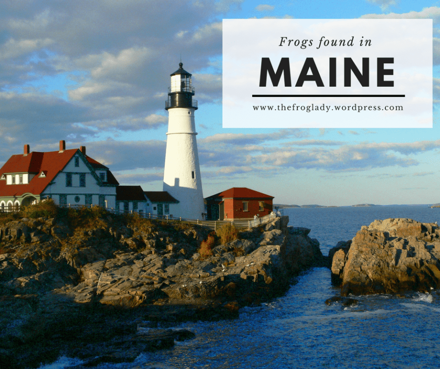 Maine Frogs and&nbsp;Toads