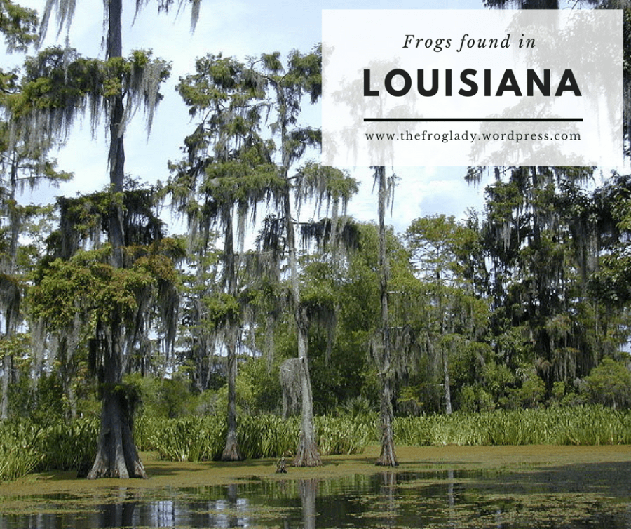 Louisiana Frogs and&nbsp;Toads