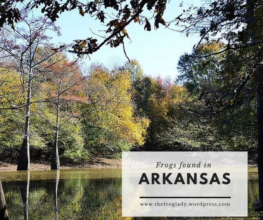 Arkansas Frogs and&nbsp;Toads