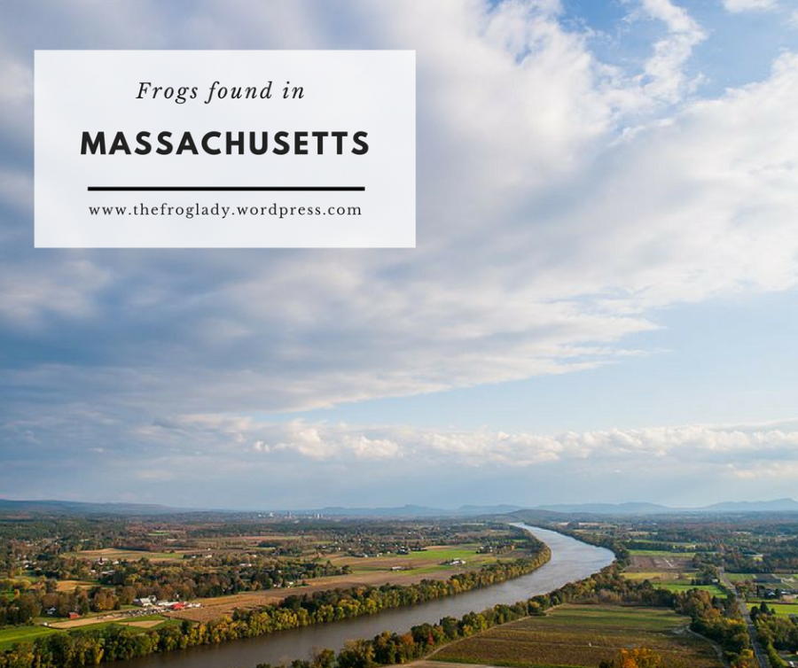 Massachusetts Frogs and Toads