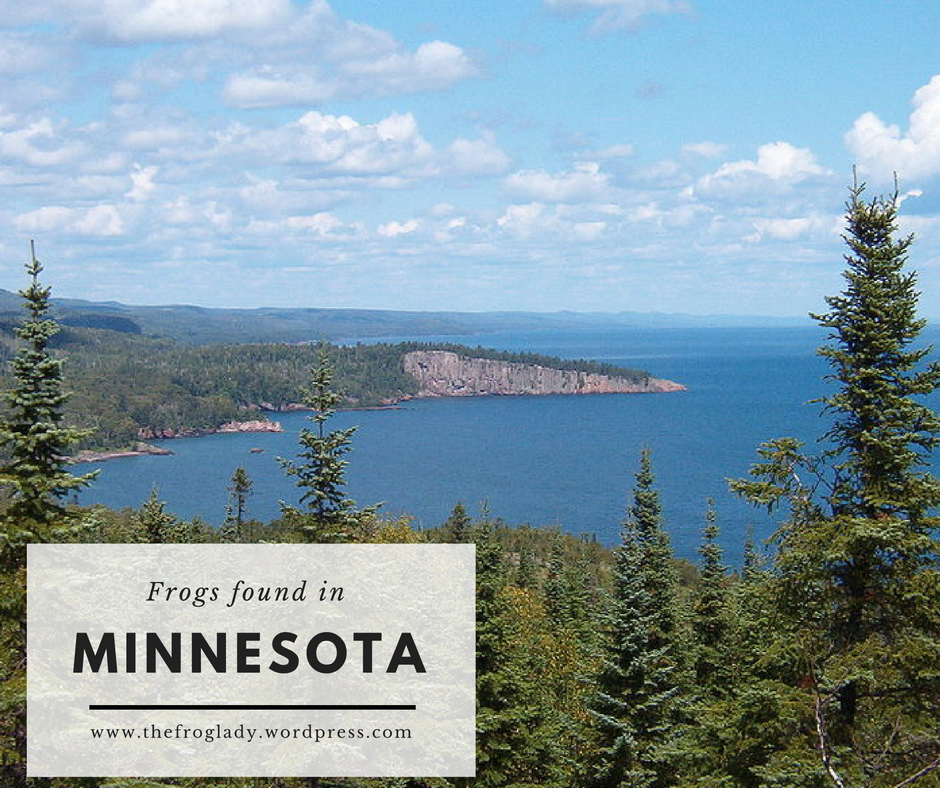 frogs-found-in14
