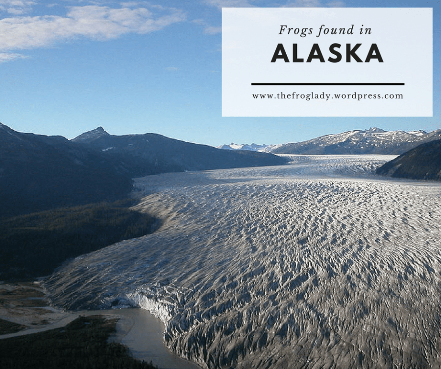 Alaska Frogs and&nbsp;Toads