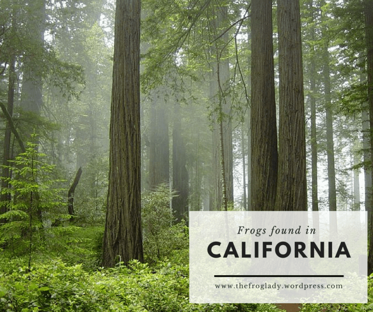 frogs-found-in2