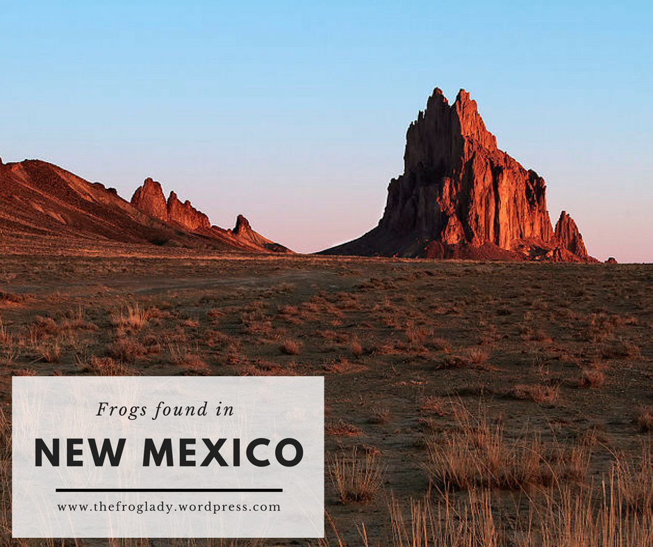 New Mexico Frogs and Toads – The Frog Lady
