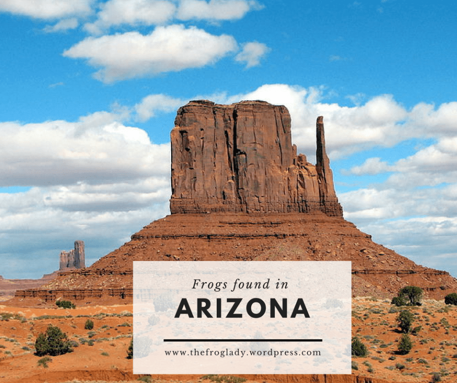Arizona frogs and&nbsp;toads