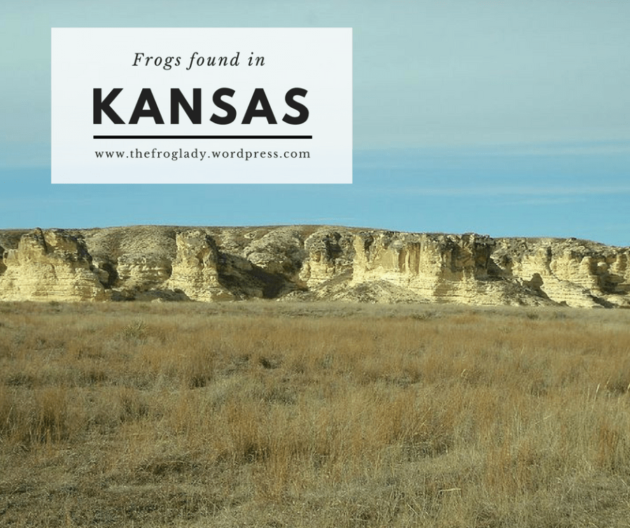 Kansas Frogs and&nbsp;Toads