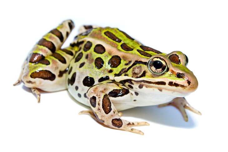 Lithobates_pipiens.jpg