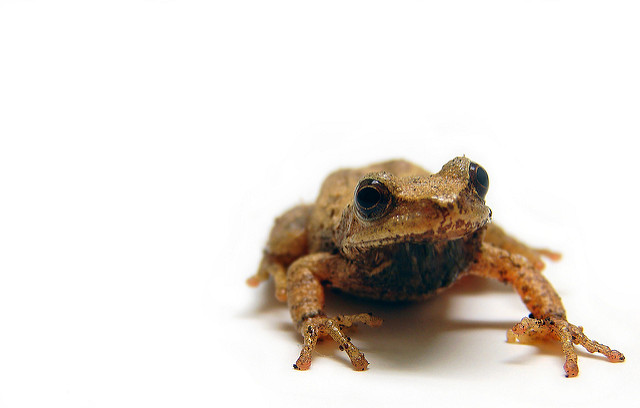 Pseudacris crucifer.jpg