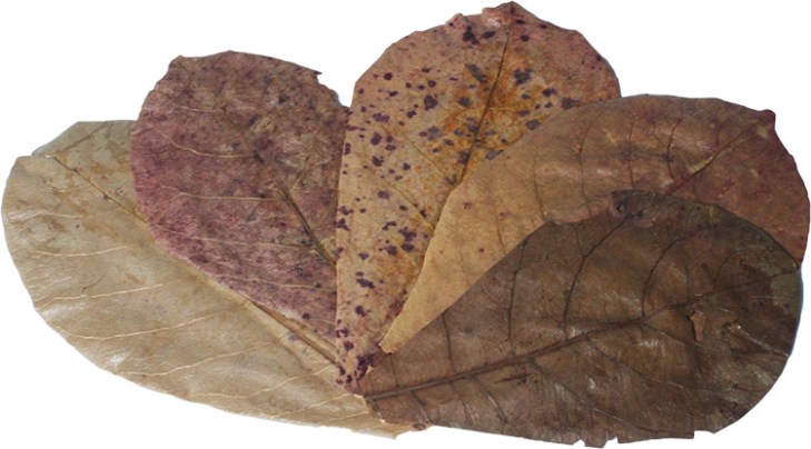 indian-almond-leaves.jpg