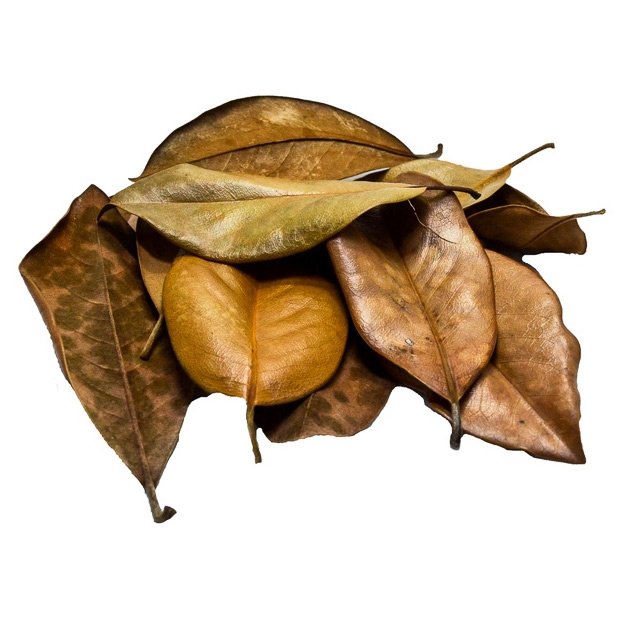 magnolia-leaf-litter.jpg