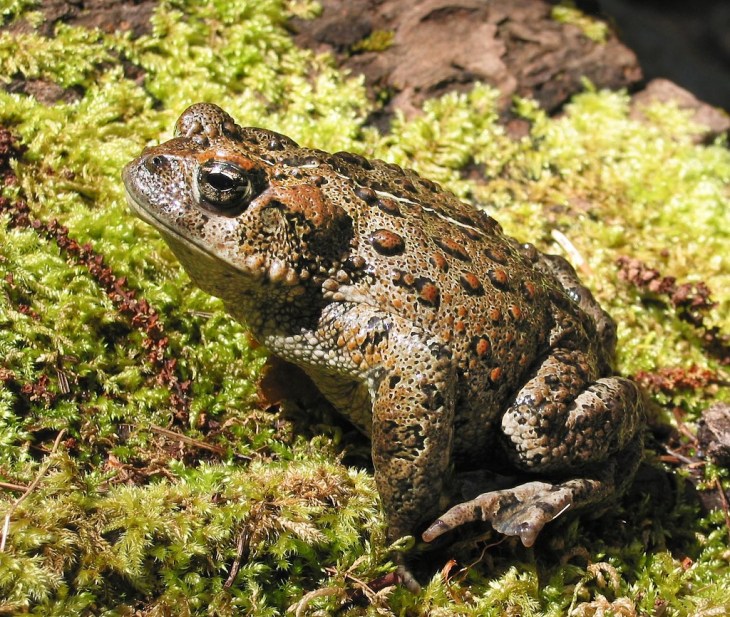 western toad.jpg