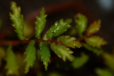 Suitable Terrarium Plants&nbsp;-B