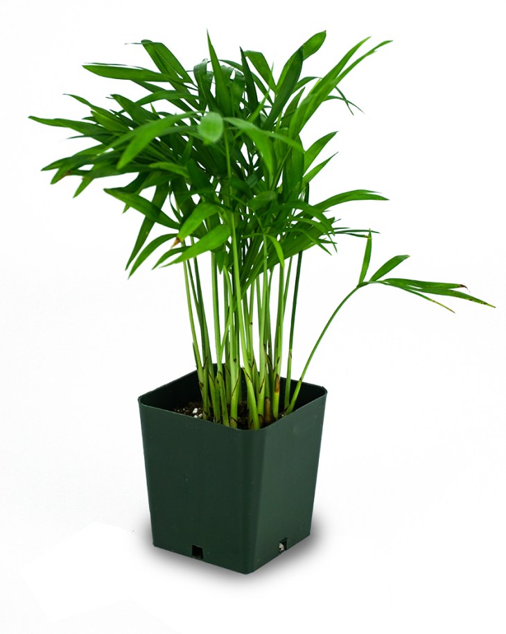 chamaedorea_elegans_-_neanthe_bella_parlor_palm_josh_s_frogs