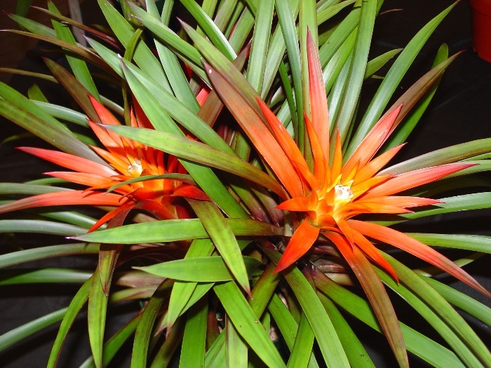 guz-20lingulata20special20clone