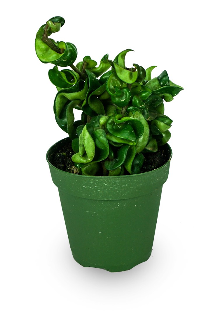hoya_carnosa_f-_compacta_krinkle_kurl_-_hindu_rope_plant_josh_s_frogs_2