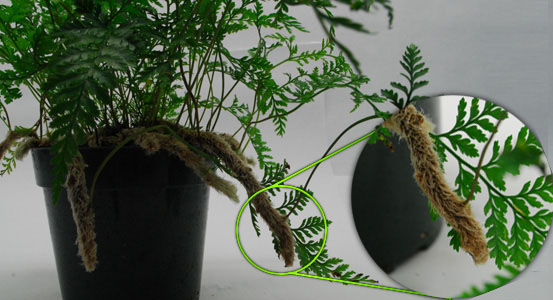 Suitable Terrarium Plants&nbsp;-D