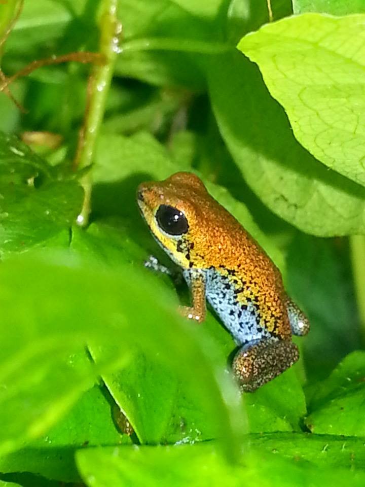 10429277_10152960901004890_7751867623207968726_n