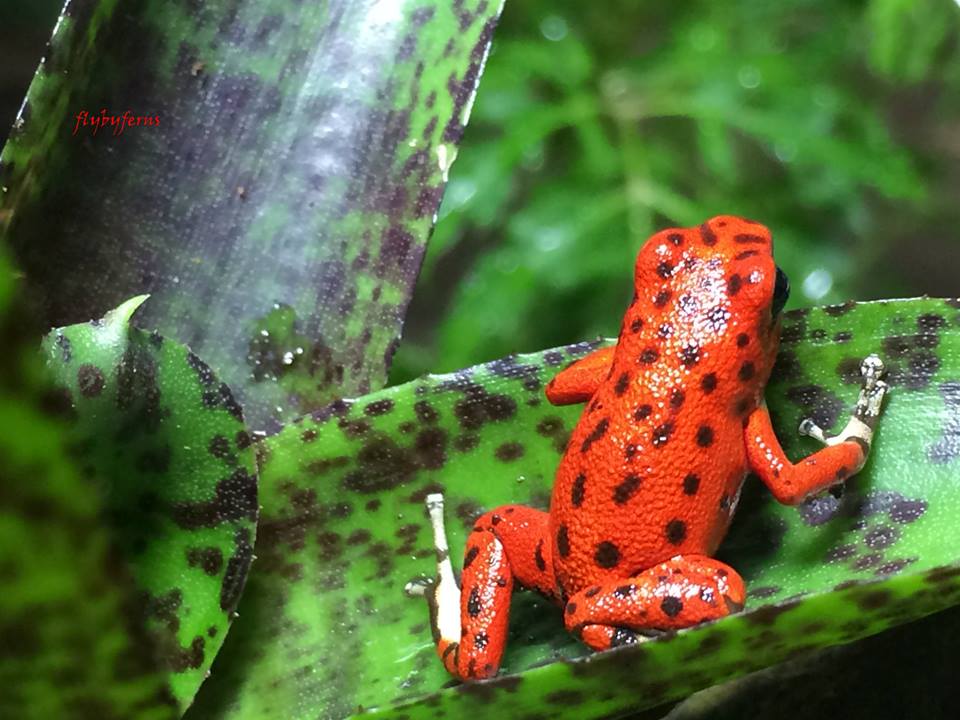 11220927_689622534501957_7137724282805587100_n