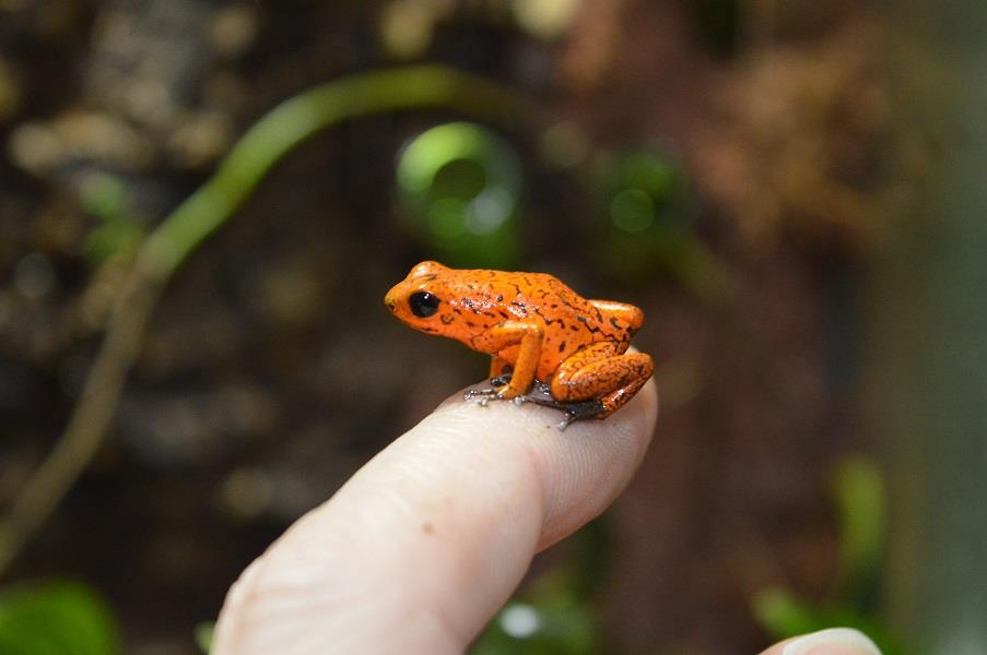 12494662_1552129715103967_1154489221168795741_n