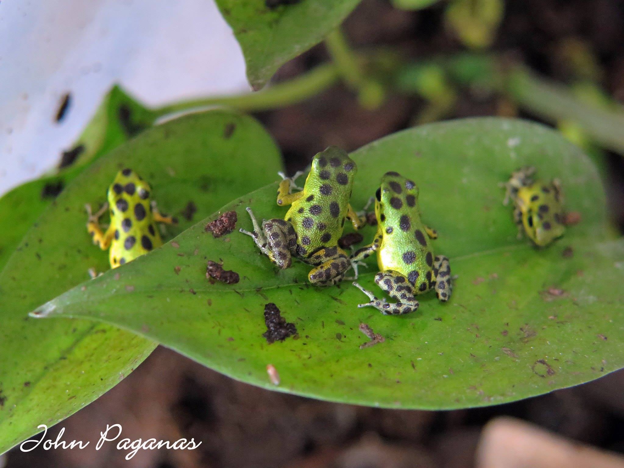 12628500_1027427723987275_8177576366450106124_o