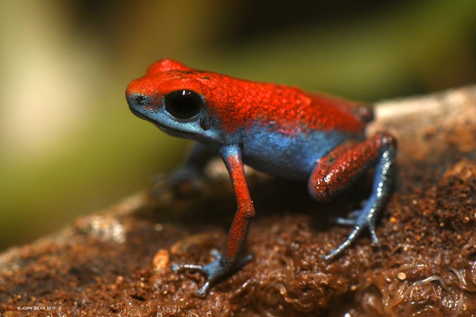 13631598_1737949586447084_8243788042824679504_n