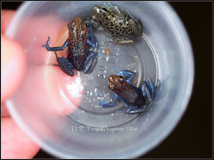 13731017_1225041490847964_6340996824057734525_o