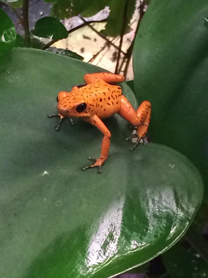 14702479_968133923333357_4620269437075806985_n