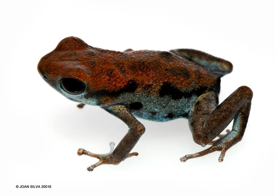 15337457_1812476592327716_7813507944879615058_n