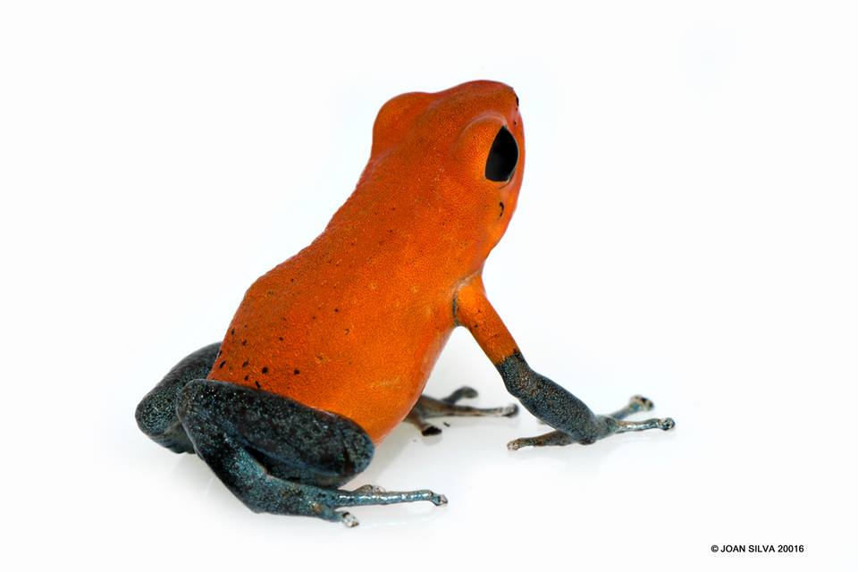 15391029_1812420125666696_3264968091196866158_n