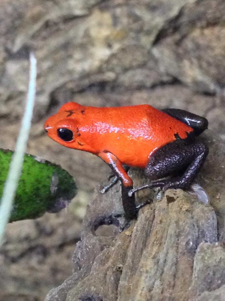 1558492_10201990784543438_625362120_n