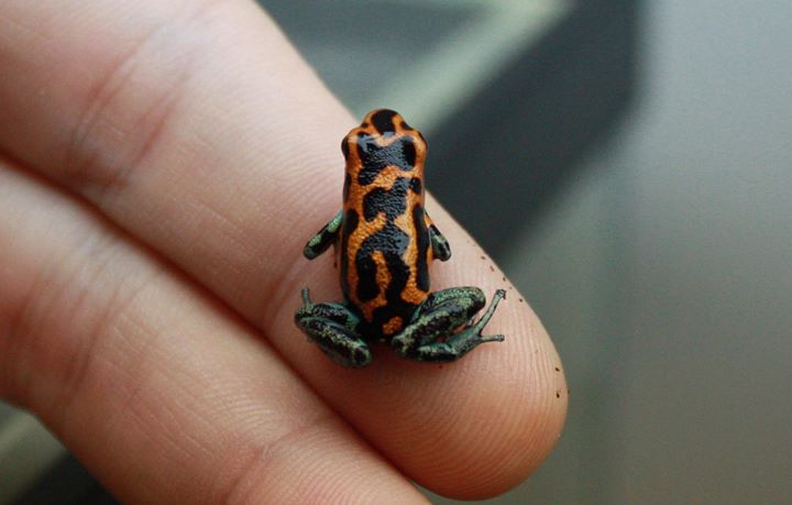 16992285_1817761461880269_5865669461196997893_o