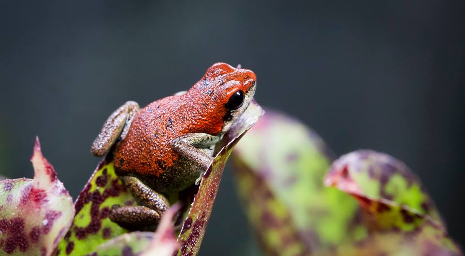 17156057_1301158149972679_1671863136114828127_n