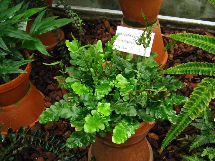 800px-quercifilix_zeylanica_080622_058_pj