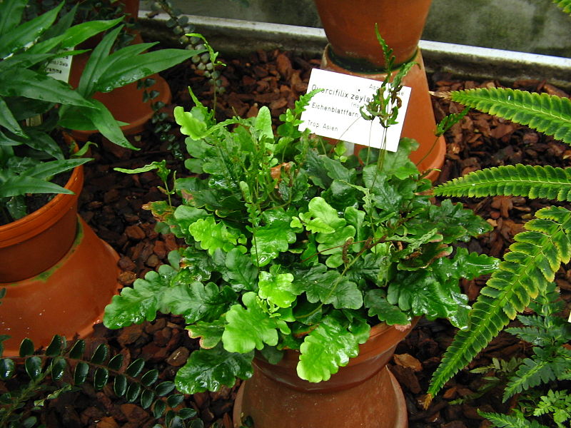 Suitable Terrarium Plants –&nbsp;Q